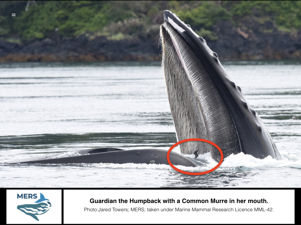 A Humpback With 11 Birds in His Mouth? | MERS Marine Education